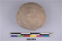 藏品(二枚貝)的圖片